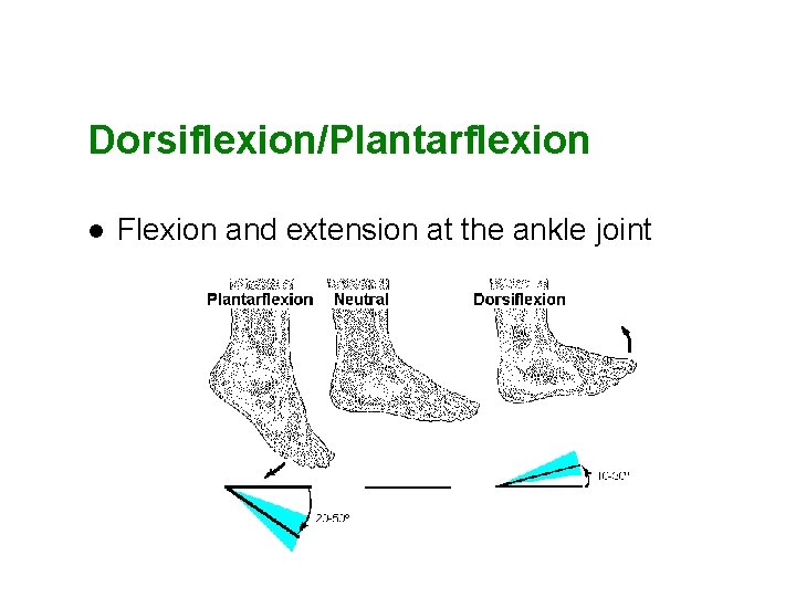 Dorsiflexion/Plantarflexion l Flexion and extension at the ankle joint 