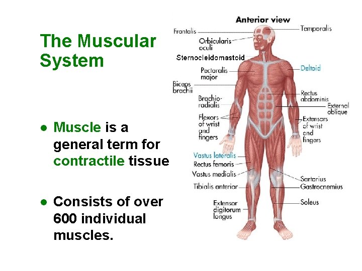 The Muscular System l Muscle is a general term for contractile tissue l Consists