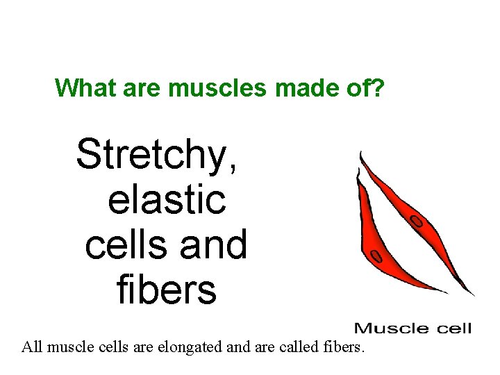 What are muscles made of? Stretchy, elastic cells and fibers All muscle cells are