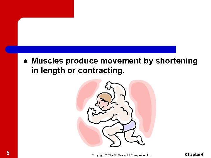l 5 Muscles produce movement by shortening in length or contracting. Copyright © The