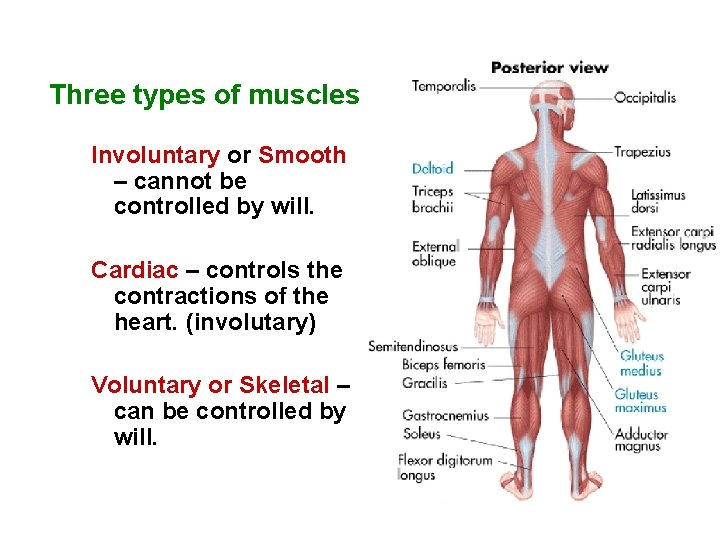 Three types of muscles Involuntary or Smooth – cannot be controlled by will. Cardiac