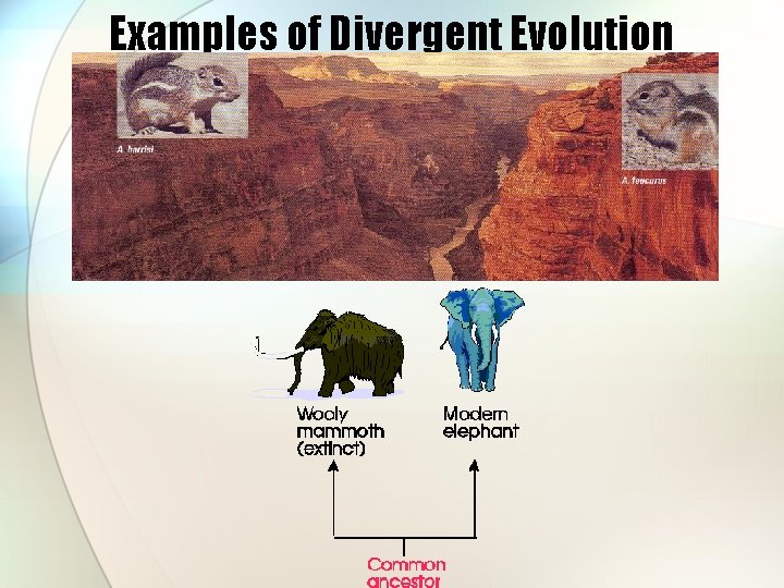 Examples of Divergent Evolution 