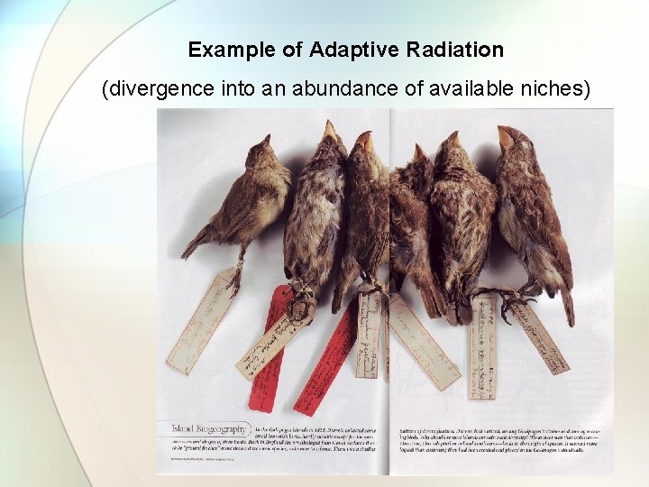 Example of Adaptive Radiation (divergence into an abundance of available niches) 
