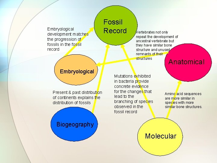 Embryological development matches the progression of fossils in the fossil record Fossil Record Vertebrates