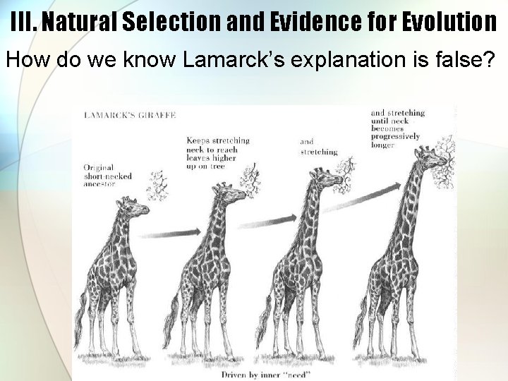 III. Natural Selection and Evidence for Evolution How do we know Lamarck’s explanation is