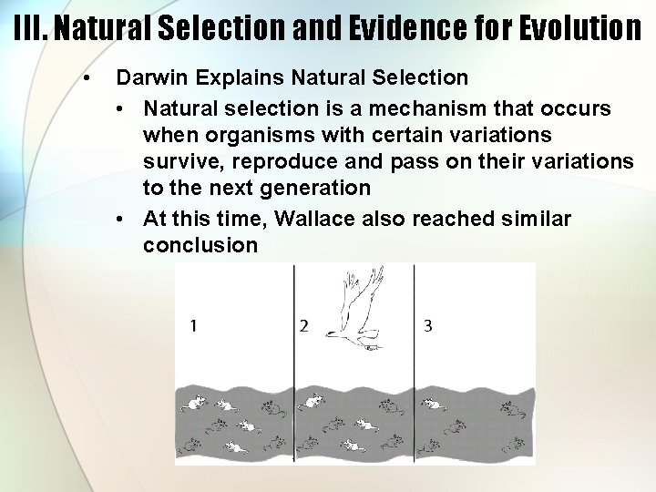 III. Natural Selection and Evidence for Evolution • Darwin Explains Natural Selection • Natural