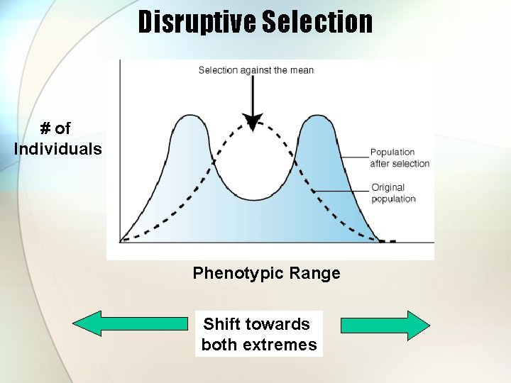 Disruptive Selection # of Individuals Phenotypic Range Shift towards both extremes 