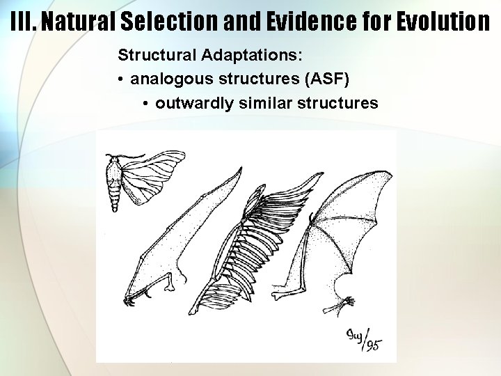 III. Natural Selection and Evidence for Evolution Structural Adaptations: • analogous structures (ASF) •