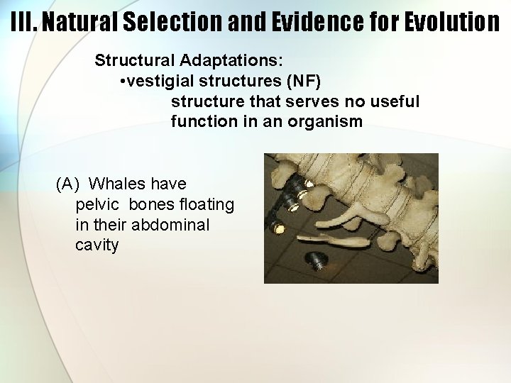 III. Natural Selection and Evidence for Evolution Structural Adaptations: • vestigial structures (NF) structure