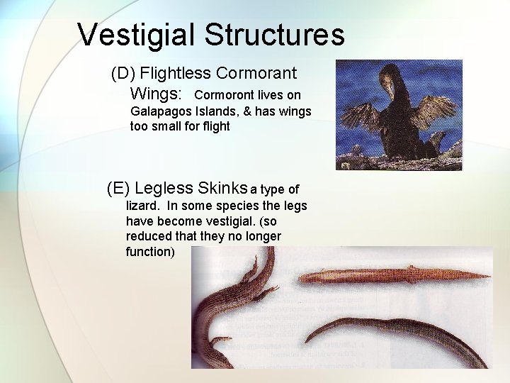 Vestigial Structures (D) Flightless Cormorant Wings: Cormoront lives on Galapagos Islands, & has wings