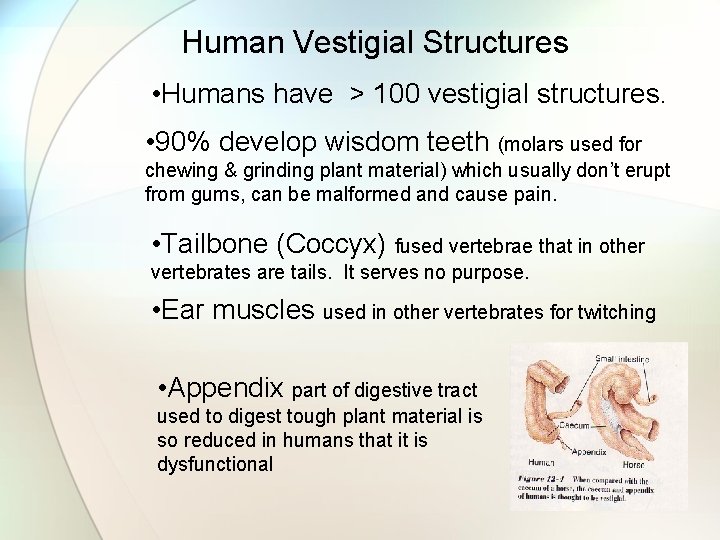 Human Vestigial Structures • Humans have > 100 vestigial structures. • 90% develop wisdom