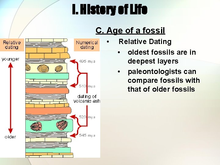 I. History of Life C. Age of a fossil • Relative Dating • oldest