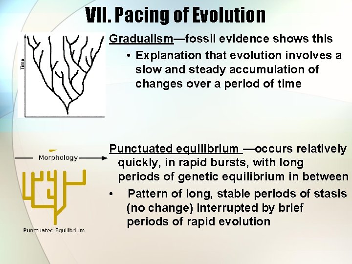 VII. Pacing of Evolution Gradualism—fossil evidence shows this • Explanation that evolution involves a