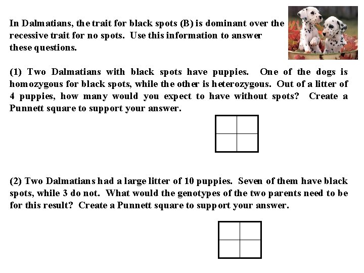 In Dalmatians, the trait for black spots (B) is dominant over the recessive trait