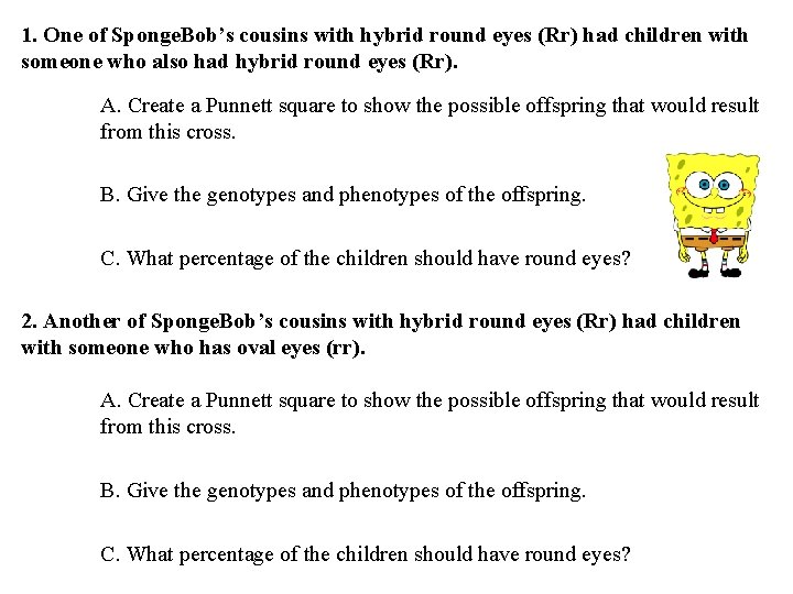 1. One of Sponge. Bob’s cousins with hybrid round eyes (Rr) had children with
