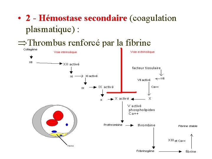  • 2 - Hémostase secondaire (coagulation plasmatique) : Thrombus renforcé par la fibrine