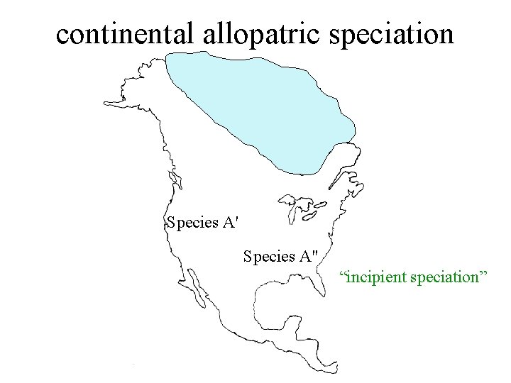 continental allopatric speciation Species A'' “incipient speciation” 