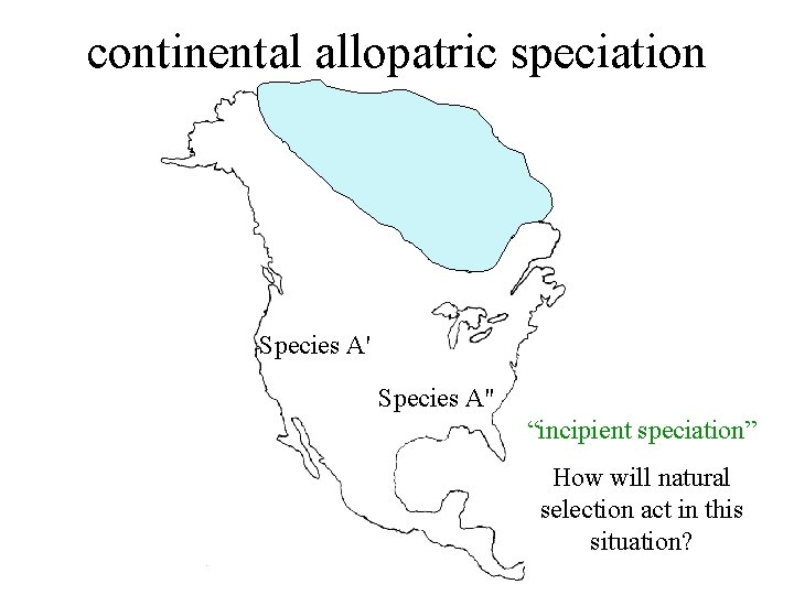 continental allopatric speciation Species A'' “incipient speciation” How will natural selection act in this