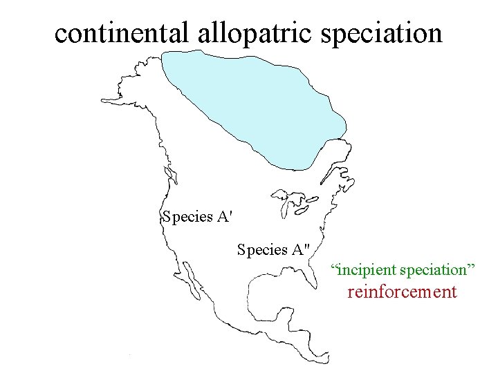 continental allopatric speciation Species A'' “incipient speciation” reinforcement 