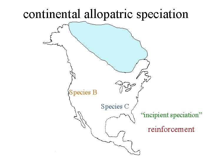 continental allopatric speciation Species B Species C “incipient speciation” reinforcement 