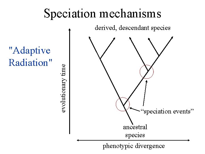 Speciation mechanisms "Adaptive Radiation" evolutionary time derived, descendant species “speciation events” ancestral species phenotypic