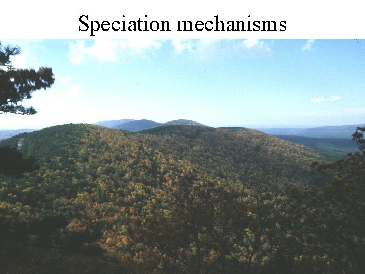 Speciation mechanisms 