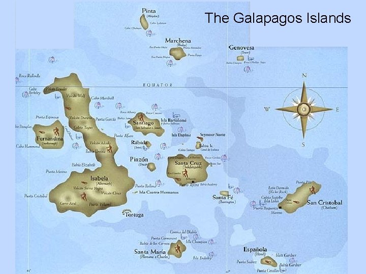 The Galapagos Islands 