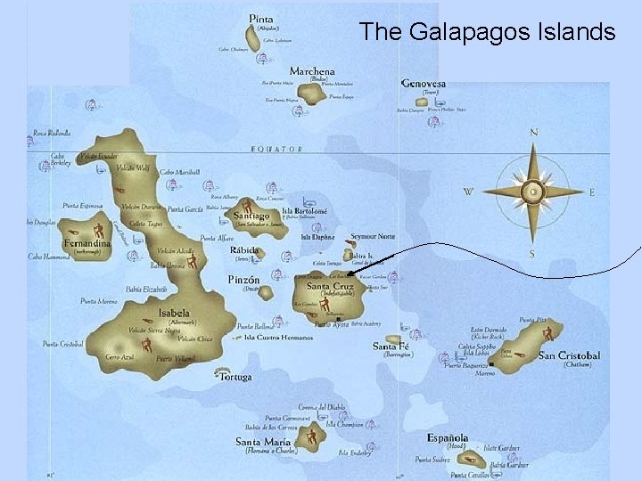 The Galapagos Islands 