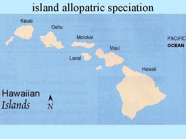 island allopatric speciation OCEAN Hawaiian 