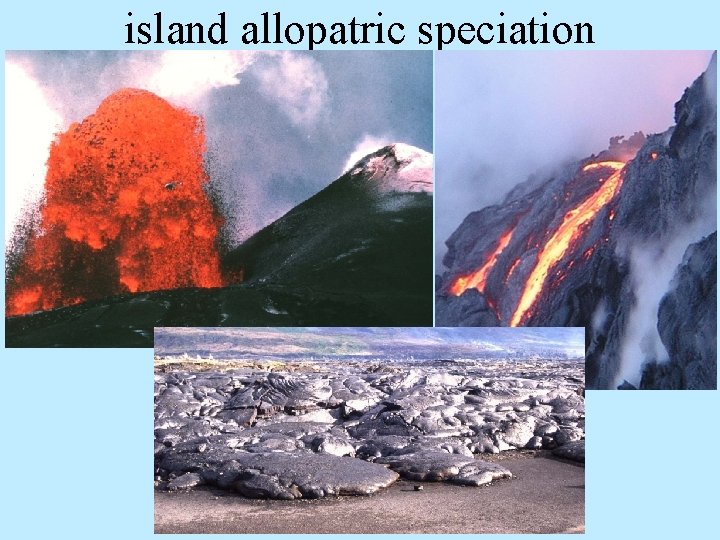 island allopatric speciation 
