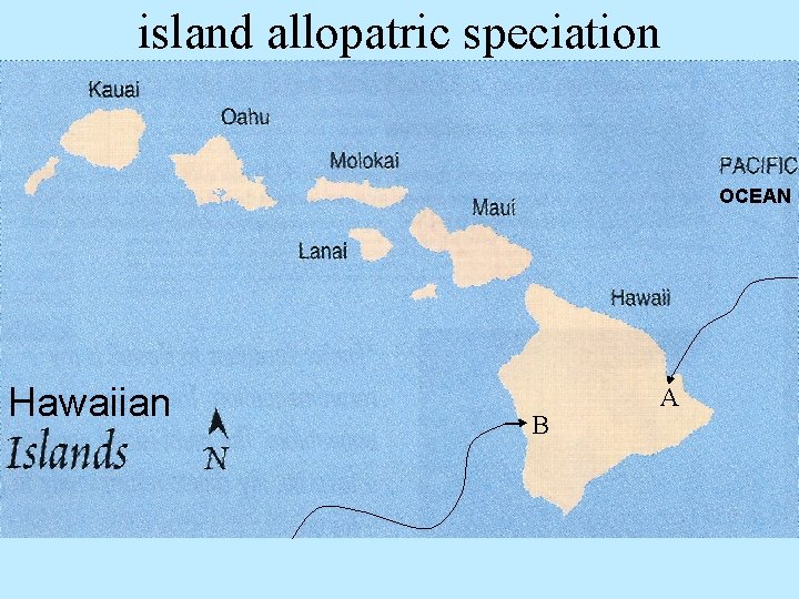 island allopatric speciation OCEAN Hawaiian B A 