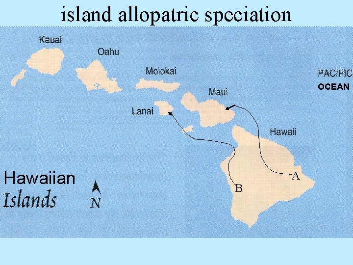 island allopatric speciation OCEAN Hawaiian B A 
