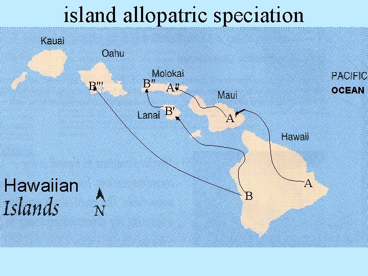 island allopatric speciation B''' B" A" B' Hawaiian OCEAN A' B A 