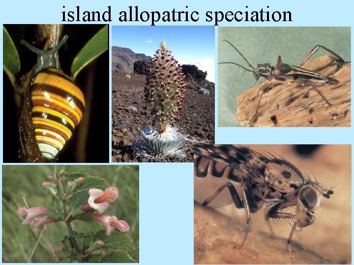 island allopatric speciation 