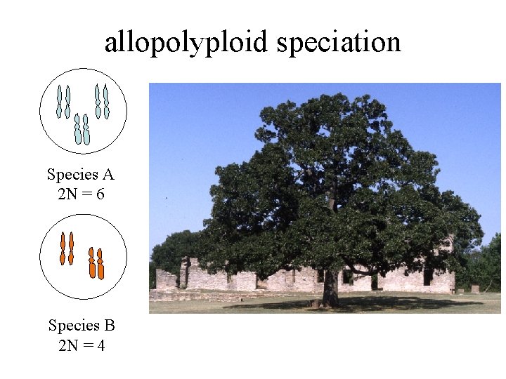 allopolyploid speciation Species A 2 N = 6 Species B 2 N = 4