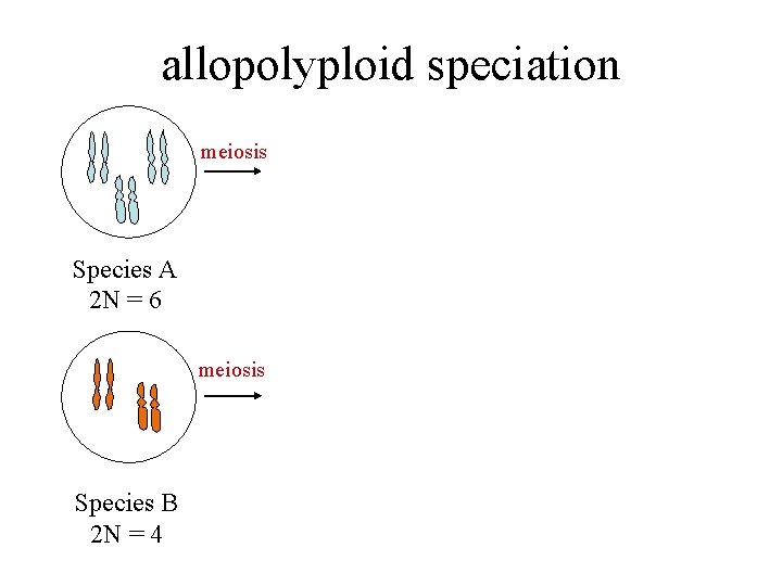 allopolyploid speciation meiosis Species A 2 N = 6 meiosis Species B 2 N