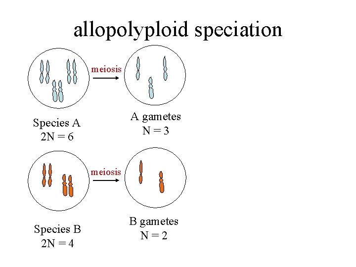 allopolyploid speciation meiosis A gametes N=3 Species A 2 N = 6 meiosis Species