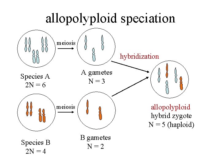 allopolyploid speciation meiosis hybridization A gametes N=3 Species A 2 N = 6 allopolyploid