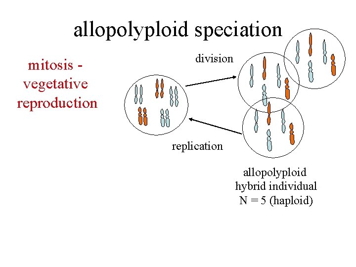 allopolyploid speciation mitosis vegetative reproduction division replication allopolyploid hybrid individual N = 5 (haploid)