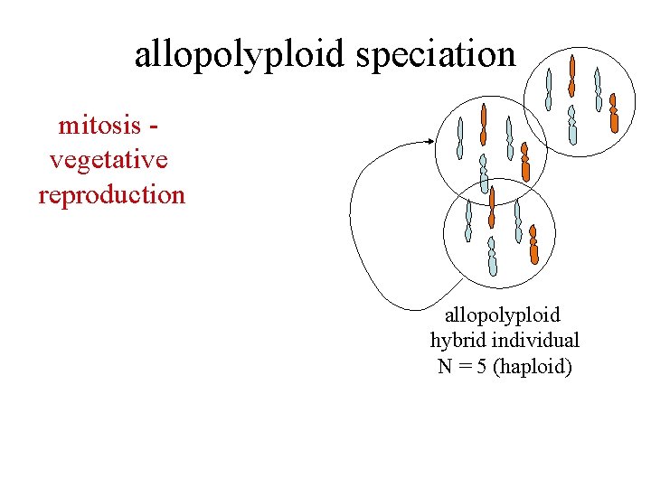 allopolyploid speciation mitosis vegetative reproduction allopolyploid hybrid individual N = 5 (haploid) 
