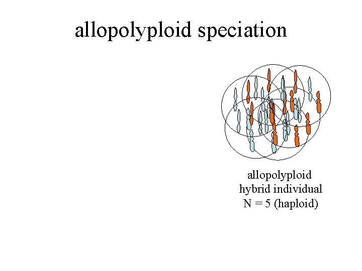 allopolyploid speciation allopolyploid hybrid individual N = 5 (haploid) 