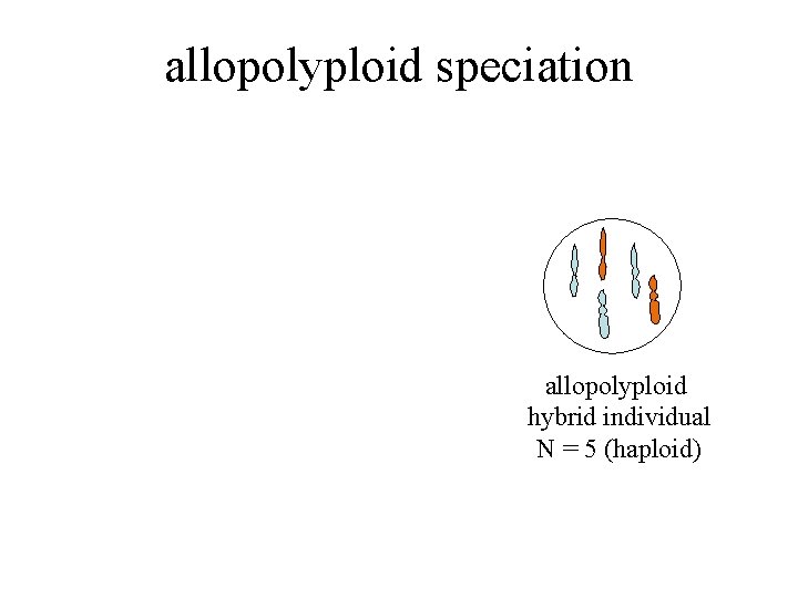 allopolyploid speciation allopolyploid hybrid individual N = 5 (haploid) 