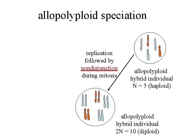 allopolyploid speciation replication followed by nondisjunction during mitosis allopolyploid hybrid individual N = 5