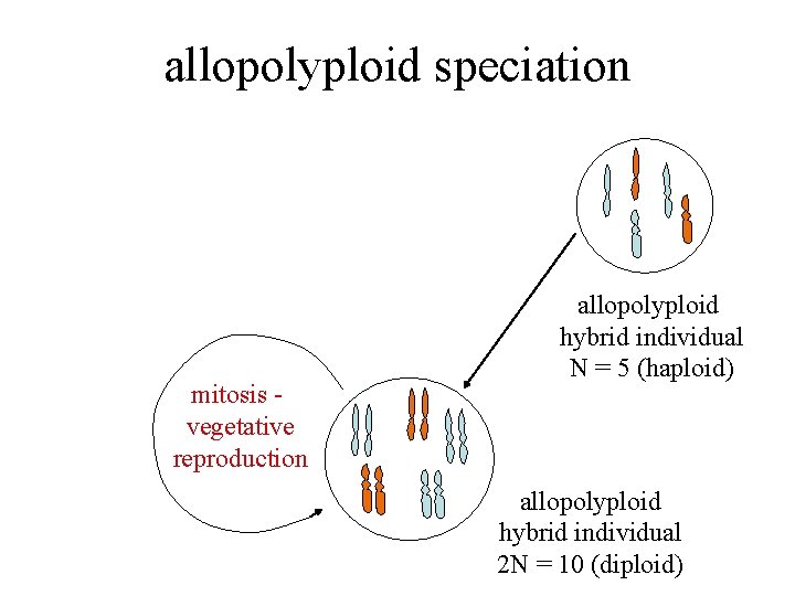 allopolyploid speciation mitosis vegetative reproduction allopolyploid hybrid individual N = 5 (haploid) allopolyploid hybrid