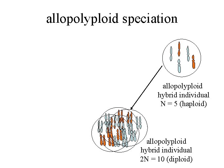 allopolyploid speciation allopolyploid hybrid individual N = 5 (haploid) allopolyploid hybrid individual 2 N