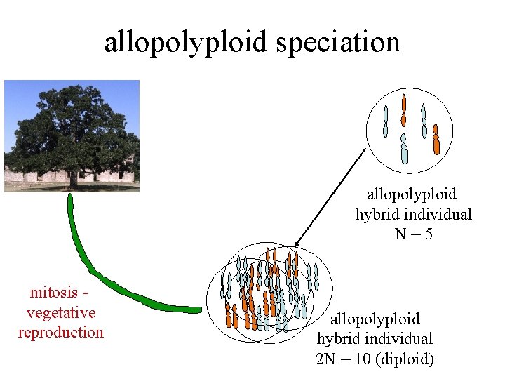 allopolyploid speciation allopolyploid hybrid individual N=5 mitosis vegetative reproduction allopolyploid hybrid individual 2 N