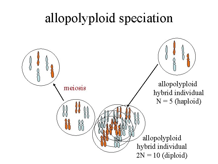 allopolyploid speciation meiosis allopolyploid hybrid individual N = 5 (haploid) allopolyploid hybrid individual 2
