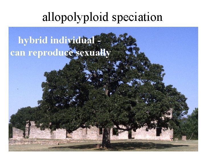 allopolyploid speciation hybrid individual can reproduce sexually 