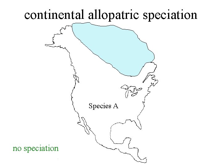 continental allopatric speciation Species A no speciation 