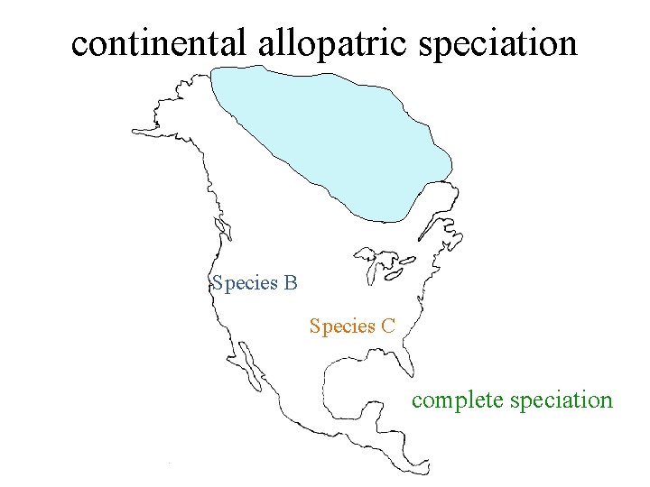 continental allopatric speciation Species B Species C complete speciation 